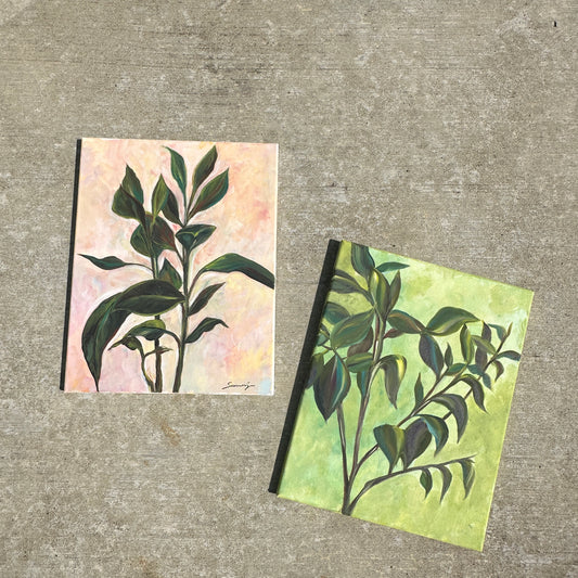 Rubber Plant (Set of 2)